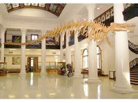 AL Fossil
