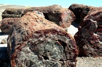 Arizona - Petrified Forest Araucarioxylon