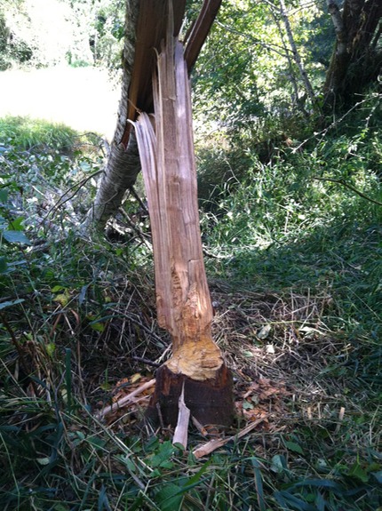Autumnal Equinox - Beaver Damage