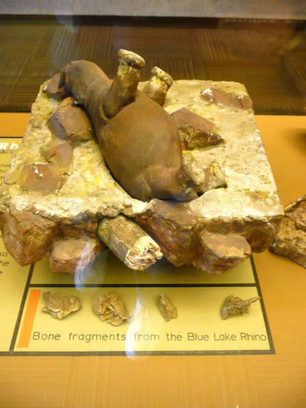 Blue Lake Rhino Cast at Dry Falls