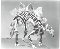 Colorado - fossil Stegosaurus at DMNS