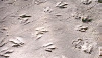 Connecticut - fossil