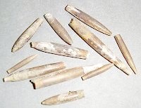 Delaware - fossil belemnite