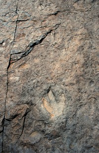 Dinosaur Footprints - Holyoke