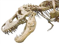 Dinosaurs