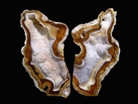 Florida - rock agatized coral