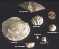 Fossils - Brachiopods