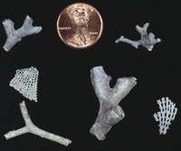 Fossils - Bryozoan