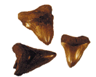 Georgia - fossil shark tooth
