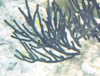Hawaii - gem black coral
