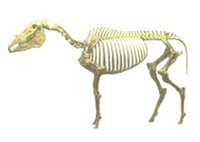Idaho - fossil