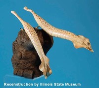 Illinois - fossil tully monster