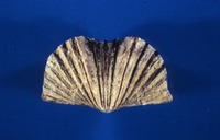 Kentucky - Fossil - brachiopod (platystrophia ponderosa)