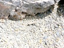 LIzard - Gingko Forest State Park