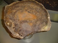 Louisiana - Fossil - Petrified palmwood