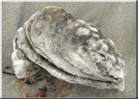 Louisiana - Gem - Crassostrea virginica mollusk 