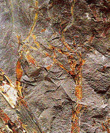 Maine - fossil - pertica