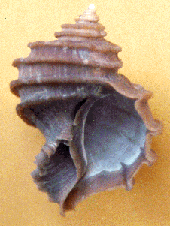 Maryland - Fossil