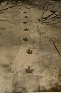 Massachusetts - fossil - dinosaur track