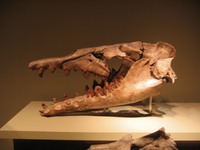 Mississippi - Fossil - Basilosaurus (skull)