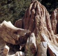 Mississippi - Stone - Petrified Wood (Petrified Forest)