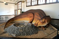 Missouri - Dinosaur - Hypsibema missouriensis Bollinger County Museum of Natural History