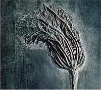 Missouri - Fossil crinoid
