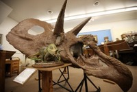 Museum - Central MT Skull