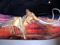 Museum - Nevada State Carson City Mammoth