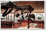 Museum - Phillips County Museum Dino