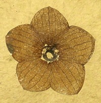 Museum - Stonerose Fossil florissantia quilchenensis