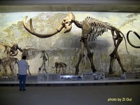 Nebraska - Fossil - Mammoth (