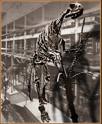 New Jersey - Dino - Hadrosaur (first mounted skeleton)