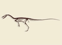 New Mexico - Fossil - Coelophysis