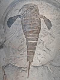 New York - Fossil - Eurypterus remipes