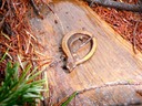 Newt - Western Washington (Cowlitz County) 2007