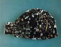 North Dakota - Fossil