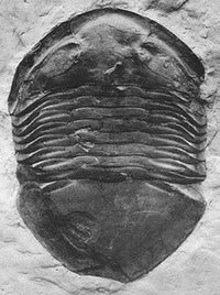 Ohio - fossil - Isotelus (Huffman Dam)