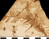 Oregon - Fossil - Metasequoia