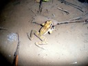 Frog (WA - Lewis County) 2007
