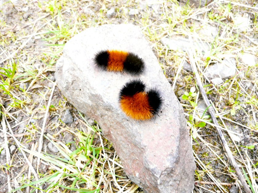 P1080692