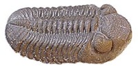 Pennsylvania - Fossil - Phacops rana