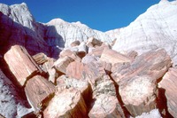 Petrified Wood