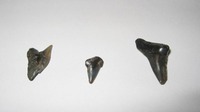 Shark Teeth (MD) 2005