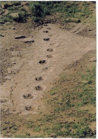 Site - Black Mesa Dino Track