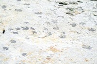 SIte - Dino Ridge Tracksite