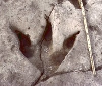 Site - Dino Valley State Park