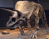 South Dakota - Fossil - Triceratops