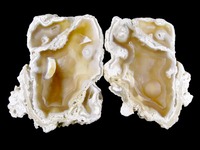 Specimen - agatized coral