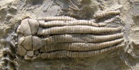 Specimen - crinoid